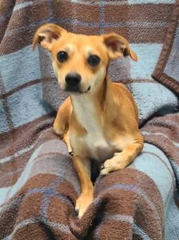 Chihuahua Dogs Available for Adoption in Lake City, Michigan - Cleo (7023) | PetCurious