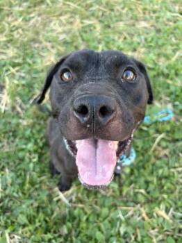 Nixie -  Pit Bull Terrier Dog for Adoption in Chicago, Illinois - Nixie | PetCurious