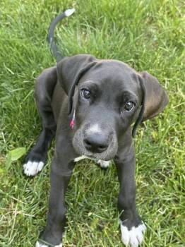 Great Dane Dogs Available for Adoption in Grand Rapids, Michigan - Agnes | PetCurious