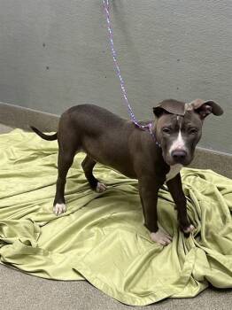 GOOFY PUPPY -  Pit Bull Terrier Dog for Adoption in Las Vegas, Nevada - GOOFY PUPPY | PetCurious