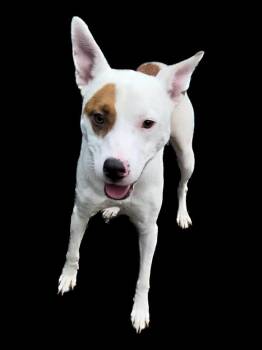 Branch -  Pit Bull Terrier Dog for Adoption in Evansville, Indiana - Branch | PetCurious