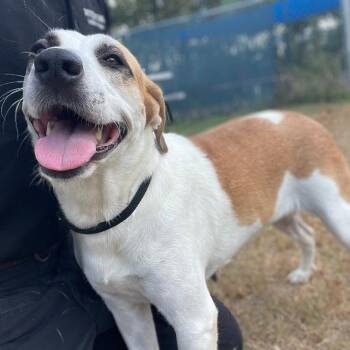 Rescue Beagle Dogs for Adoption in Wimberley, Texas - Noodle | PetCurious