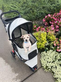 Remy -  Mixed Breed Dog for Adoption in Fort Collins, Colorado - Remy | PetCurious