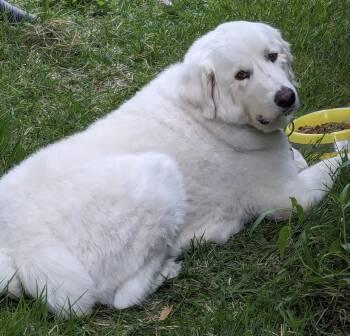 Rescue Great Pyrenees Dogs for Adoption in Quinlan, Texas - Dude FNA Sarge ATX | PetCurious