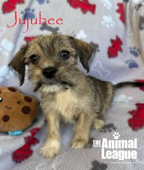 Jujubee -  Chihuahua and Shih Tzu Dog for Adoption in Groveland, Florida - Jujubee | PetCurious