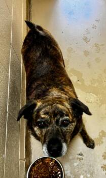 Australian Shepherd Dogs Available for Adoption - Cupcake | PetCurious