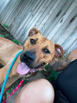 Forest -  Mixed Breed Dog for Adoption in Cincinnati, Ohio - Forest | PetCurious