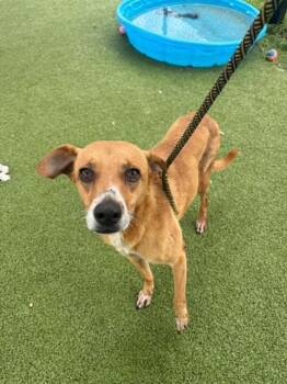 POOCHY -  Labrador Retriever Dog for Adoption in Pasadena, Texas - POOCHY | PetCurious