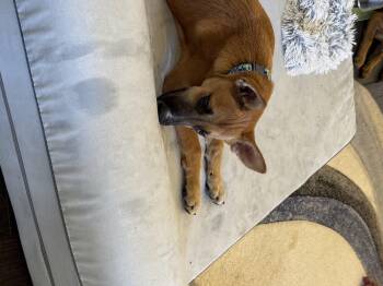 knock-Off Litter 7 -  Shepherd Dog for Adoption in Bakersfield, California - Knock-Off Litter 7 | PetCurious
