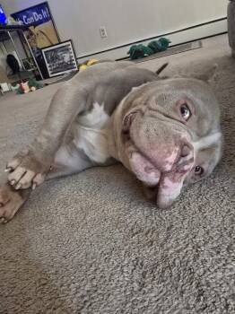 Pit Bull Terrier Dogs Available for Adoption in Minneapolis, Minnesota - Little Chonky | PetCurious