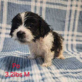 Po -  Yorkshire Terrier and Dachshund Dog for Adoption in Joppa, Alabama - Po | PetCurious