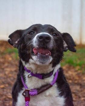 Mixed Breed Dogs Available for Adoption in Chamblee, Georgia - Median | PetCurious