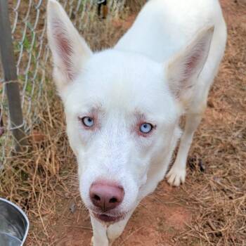 Celeste -  Husky and Mixed Breed Dog for Adoption in Valley, Alabama - Celeste | PetCurious