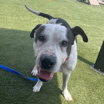 Spartacus -  Pit Bull Terrier Dog for Adoption in Philadelphia, Pennsylvania - Spartacus | PetCurious