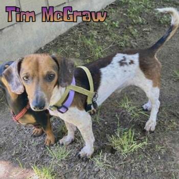 Tim McGraw -  Dachshund Dog for Adoption in San Antonio, Texas - Tim McGraw | PetCurious