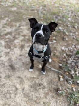 Rescue Pit Bull Terrier Dogs for Adoption in Reisterstown, Maryland - Roxy | PetCurious