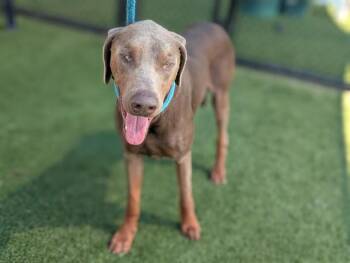 DUKE -  Mixed Breed Dog for Adoption in Dallas, Texas - DUKE | PetCurious