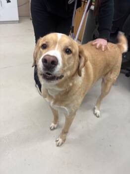 Labrador Retriever and Great Pyrenees Dogs Available for Adoption in Findlay, Ohio - Rex | PetCurious