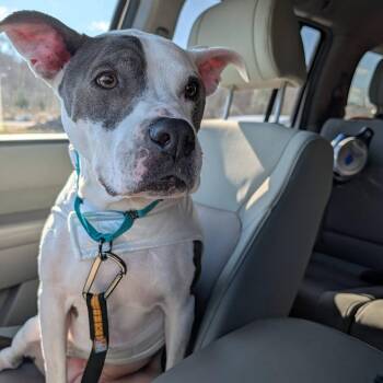 Wren -  Mixed Breed Dog for Adoption in Clarksville, Tennessee - Wren | PetCurious
