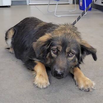 Mixed Breed Dogs Available for Adoption in Las Cruces, New Mexico - Lady Bug | PetCurious