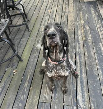 Blair -  Bluetick Coonhound Dog for Adoption in Minneapolis, Minnesota - Blair | PetCurious