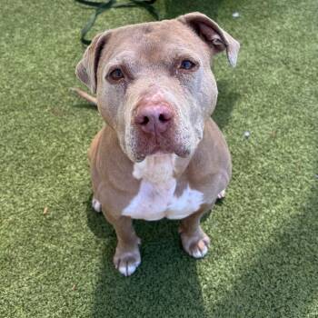 Pit Bull Terrier and Rhodesian Ridgeback Dogs Available for Adoption in Phoenix, Arizona - Guera | PetCurious