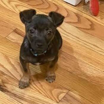 Tucker (daryl) -  Chihuahua Dog for Adoption in Lexington, Kentucky - Tucker (daryl) | PetCurious