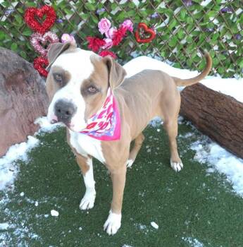 Pit Bull Terrier and Mixed Breed Dogs Available for Adoption in Oklahoma City, Oklahoma - OLIVER | PetCurious