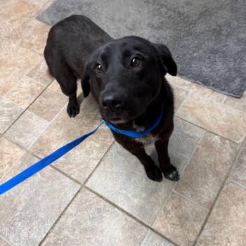 Black Labrador Retriever Dogs Available for Adoption in Homer, New York - Roscoe | PetCurious