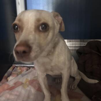 Chihuahua Dogs Available for Adoption in Yuma, Arizona - Caliente | PetCurious