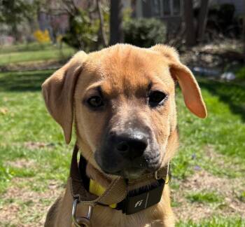 Labrador Retriever Dogs Available for Adoption in Andover, Massachusetts - Abilene Goodheart - Local Pup | PetCurious
