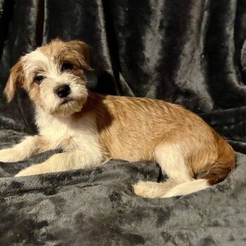 Marley -  Terrier and Mixed Breed Dog for Adoption in Pelham, New Hampshire - Marley | PetCurious