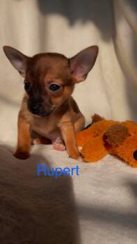 Rupert: Not at shelter (Suzanna) -  Chihuahua and Pomeranian Dog for Adoption in Rustburg, Virginia - Rupert: Not At Shelter (Suzanna) | PetCurious
