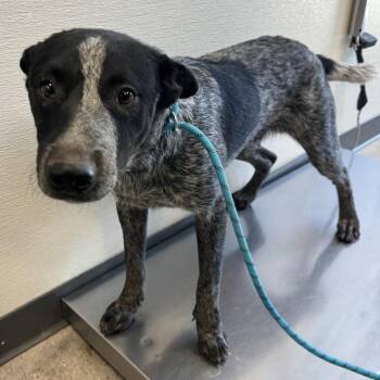 Pancho -  Mixed Breed Dog for Adoption in Las Cruces, New Mexico - Pancho | PetCurious