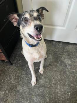 Ringo -  Feist Dog for Adoption in Harrodsburg, Kentucky - Ringo | PetCurious