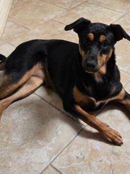 Clover -  Doberman Pinscher and Labrador Retriever Dog for Adoption in Poway, California - Clover | PetCurious