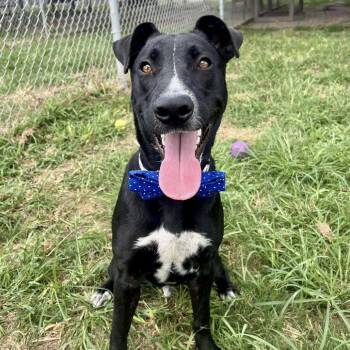 Rescue Labrador Retriever Dogs for Adoption in Pittsburgh, Pennsylvania - Galvin | PetCurious