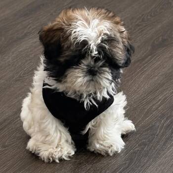 Wren -  Shih Tzu Dog for Adoption in Brockport, New York - Wren | PetCurious
