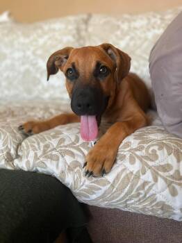 Bobby -  Black Mouth Cur and Labrador Retriever Dog for Adoption in Glocester, Rhode Island - Bobby | PetCurious