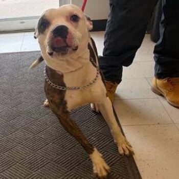 Mixed Breed Dogs Available for Adoption - Gatti | PetCurious