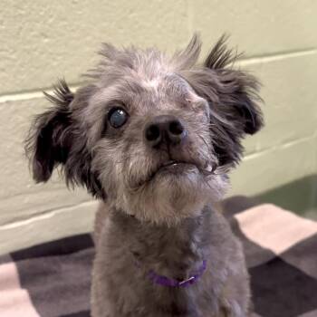 Poodle Dogs Available for Adoption in West Palm Beach, Florida - Asteroid | PetCurious