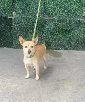 Chihuahua and Mixed Breed Dogs Available for Adoption in El Paso, Texas - 61072869 | PetCurious