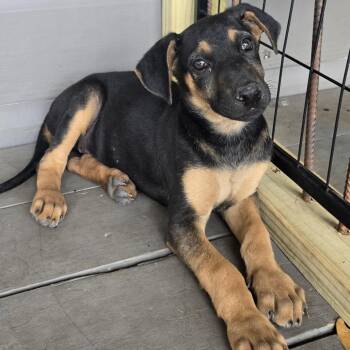 Shepherd and Rottweiler Dogs Available for Adoption in West Islip, New York - Sheila | PetCurious