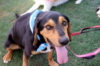 Rescue Hound Dogs for Adoption in Raleigh, North Carolina - Norm | PetCurious