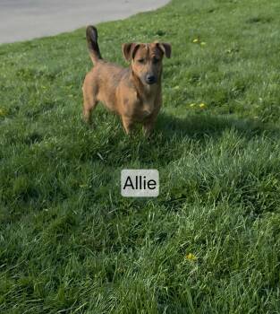 Allie -  German Shepherd Dog Dog for Adoption in Union Grove, Wisconsin - Allie | PetCurious