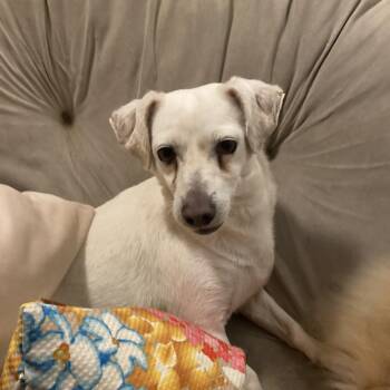 Terrier Dogs Available for Adoption in Pittsburg, California - BENSON  | PetCurious