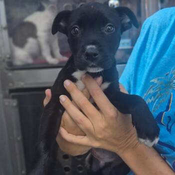 Togo -  Catahoula Leopard Dog Dog for Adoption in Wahiawa, Hawaii - Togo | PetCurious