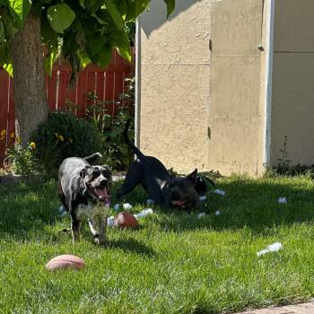 Ember -  Cattle Dog and Pit Bull Terrier Dog for Adoption in Bellingham, Washington - Ember | PetCurious