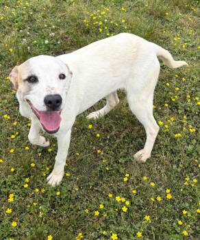 Shepherd Dogs Available for Adoption in Little Rock, Arkansas - Tanisha | PetCurious