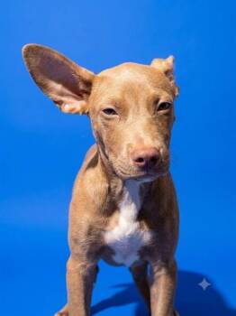 SHISHITO -  Mixed Breed Dog for Adoption in Jacksonville, Florida - SHISHITO | PetCurious
